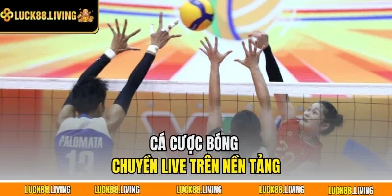 Cá cược bóng chuyền live trên nền tảng
